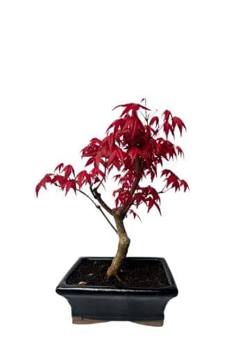 Bonsai Baum mit Keramik Blumentopf - Ligustrum, Ficus, Carmona, Podocarpus - für Indoor-Verwendung, perfekt für Büro und