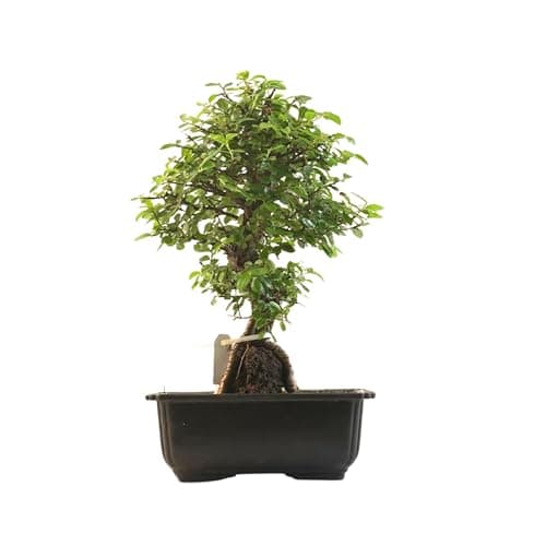 Bonsai Baum mit Keramik Blumentopf - Ligustrum, Ficus, Carmona, Podocarpus - für Indoor-Verwendung, perfekt für Büro und