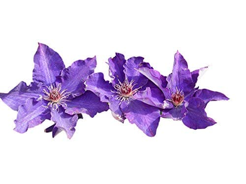 Clematis Samen Mix - Blaue, Violette und weiße Blüten -iralienticker Samen - Gartenpflanzen für Anfänger und Erstickern