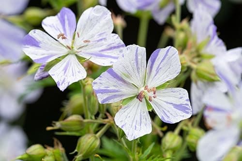 3 x Geranium pratense 'Splish Splash' von Stauden - Einzigartige Blüten mit verspieltem Farbverlauf für Bunte Storchschn
