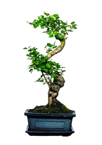 Bonsai Baum mit Keramik Blumentopf - Ligustrum, Ficus, Carmona, Podocarpus - für Indoor-Verwendung, perfekt für Büro und
