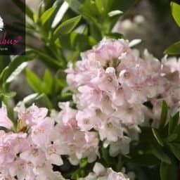 Bloombux® 30-35 cm im 5 Liter Pflanzcontainer für Blumenbegeisterte - Outdoor-Bestseller