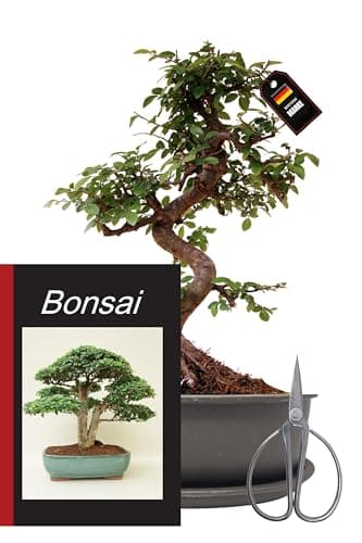 Genki-Bonsai Chinesischer Liguster 30–35 cm - pflegeleicht für Anfänger & Fortgeschrittene – 3-teiliges Komplettset mit
