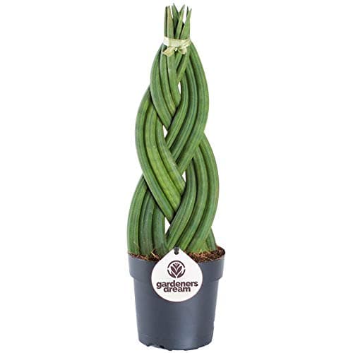 30-40cm getopfte Sansevieria Twister - beste Zimmerpflanzen für Zuhause oder das Büro -NatürlichesGRAFIK
