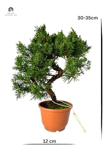 Bonsai Baum Juniper Chinesis - Plastiktopf für Anfänger - Ideal für Hausdecoration (12 cm Schale, 30-35cm Höhe)  
Bonsai