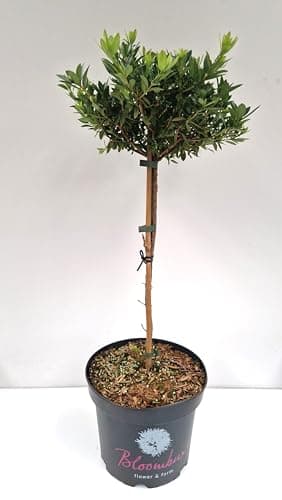 Stammhöhe 40 cm Kronenbreite 25-30 cm - Bloombux® - Pflanzcontainer 5 Liter