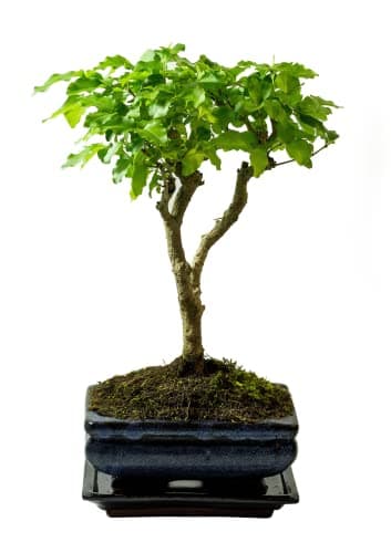 Bonsai Baum mit Keramik Blumentopf - Ligustrum, Ficus, Carmona, Podocarpus - für Indoor-Verwendung, perfekt für Büro und
