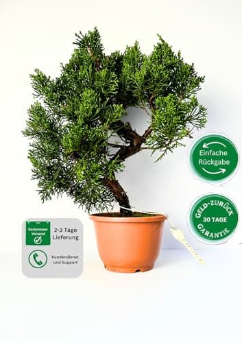 Bonsai Baum Juniper Chinesis - Plastiktopf für Anfänger - Ideal für Hausdecoration (12 cm Schale, 30-35cm Höhe)  
Bonsai