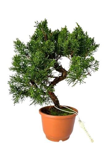 Bonsai Baum Juniper Chinesis - Plastiktopf für Anfänger - Ideal für Hausdecoration (12 cm Schale, 30-35cm Höhe)  
Bonsai