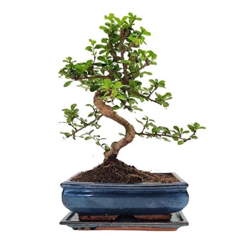 Bonsai Baum mit Keramik Blumentopf - Ligustrum, Ficus, Carmona, Podocarpus - für Indoor-Verwendung, perfekt für Büro und