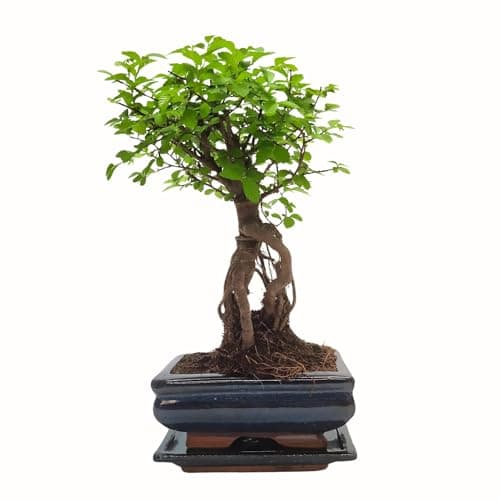 Bonsai Baum mit Keramik Blumentopf - Ligustrum, Ficus, Carmona, Podocarpus - für Indoor-Verwendung, perfekt für Büro und
