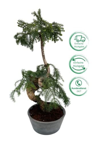 Cunninghamii Bonsai P25 zur Zimmerdecoration