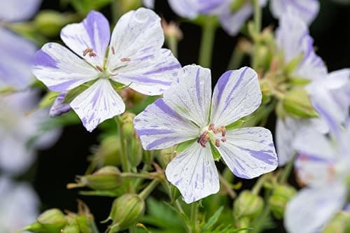 3 x Geranium pratense 'Splish Splash' von Stauden - Einzigartige Blüten mit verspieltem Farbverlauf für Bunte Storchschn