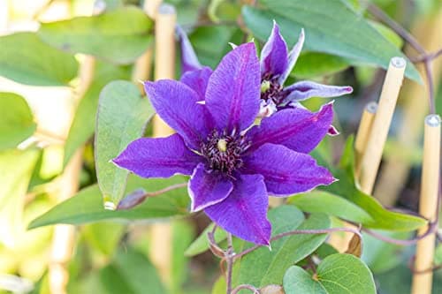 Clematis Hybride 'Multi Blue' - winterhart, pflegeleicht, ideal für Rankgerüste - Mai-September Blütezeit, blaue gefüllt