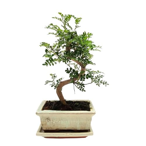 Bonsai Baum mit Keramik Blumentopf - Ligustrum, Ficus, Carmona, Podocarpus - für Indoor-Verwendung, perfekt für Büro und