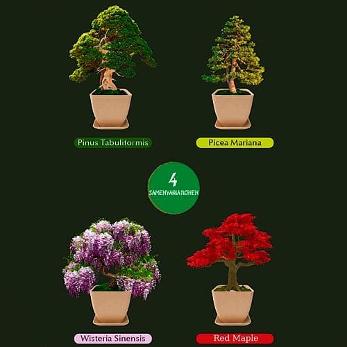 BonPrime Bonsai Starter Kit - Einsteigerfreundliches Set mit 4 Baumsorten - ideales Geschenk für Bonsai-Anfänger, 4 Pfla