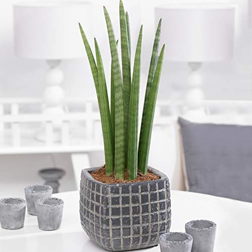 Sansevieria Cylindrica afrikanischer Spear Zimmerpflanzen - Ideal Geschenk (30-40cm Inkl.Topf)