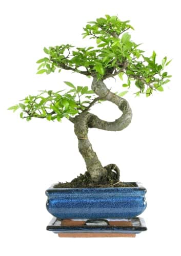 Bonsai Baum mit Keramik Blumentopf - Ligustrum, Ficus, Carmona, Podocarpus - für Indoor-Verwendung, perfekt für Büro und