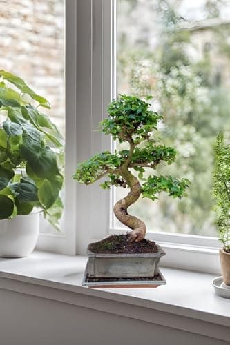 Genki-Bonsai Chinesischer Liguster 30–35 cm - pflegeleicht für Anfänger & Fortgeschrittene – 3-teiliges Komplettset mit