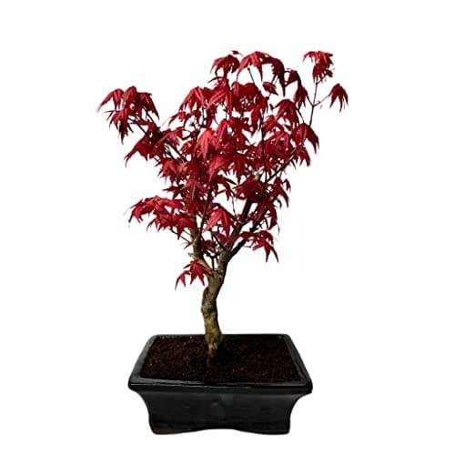 Bonsai Baum mit Keramik Blumentopf - Ligustrum, Ficus, Carmona, Podocarpus - für Indoor-Verwendung, perfekt für Büro und