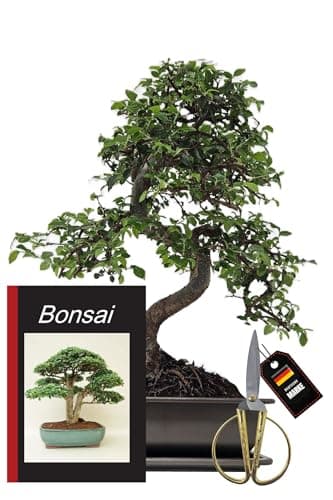 Genki-Bonsai Chinesische Ulme – pflegeleicht für Anfänger & Fortgeschrittene – 4-teiliges Indoor-Komplettset