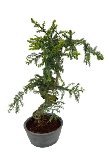Cunninghamii Bonsai P25 zur Zimmerdecoration