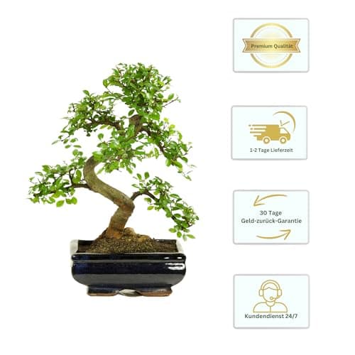 Bonsai mit Keramik Blumentopf - Pflegeleichter Indoor Bonsai für Anfänger & Profis, Dekorative Zimmerpflanze, Ideal für