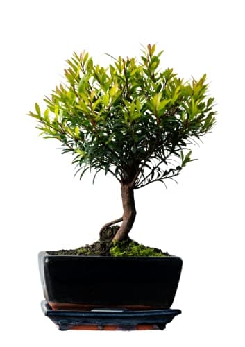 Bonsai Baum mit Keramik Blumentopf - Ligustrum, Ficus, Carmona, Podocarpus - für Indoor-Verwendung, perfekt für Büro und