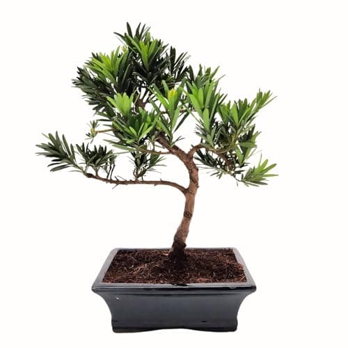 Bonsai Baum mit Keramik Blumentopf - Ligustrum, Ficus, Carmona, Podocarpus - für Indoor-Verwendung, perfekt für Büro und
