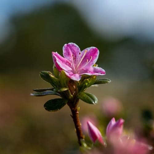 Japanische Azalee 'Kermesina Rosé' Blütezeit Sommer
| Japanische Azalee 'Kermesina Rosé' Ideal für Gartendezuneigungen