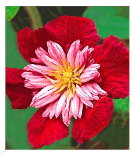 BALDUR Garten Waldrebe Clematis 'Etoile de Malicorne' winterhart, bienenfreundliche mehrjährige blühende Kletterpflanze,