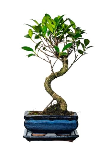 Bonsai Baum mit Keramik Blumentopf - Ligustrum, Ficus, Carmona, Podocarpus - für Indoor-Verwendung, perfekt für Büro und