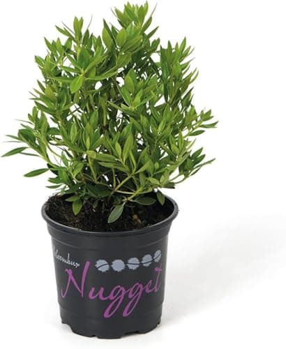 Bloombux® Nugget Blüten und Form – für Lieferanten und Pflanzenliebhaber - Indoor Outdoor