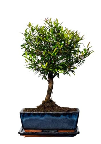 Bonsai Baum mit Keramik Blumentopf - Ligustrum, Ficus, Carmona, Podocarpus - für Indoor-Verwendung, perfekt für Büro und