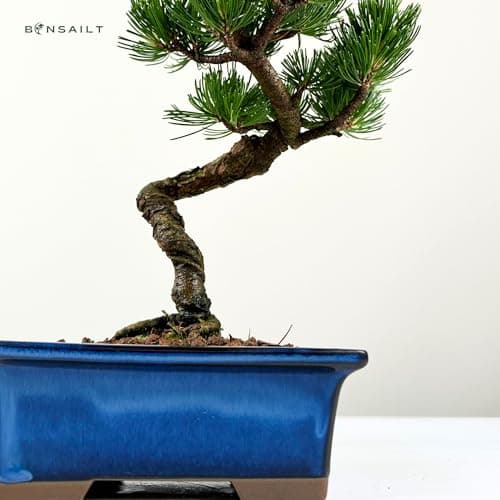 Bonsai Baum mit Keramik Blumentopf - Ligustrum, Ficus, Carmona, Podocarpus - für Indoor-Verwendung, perfekt für Büro und