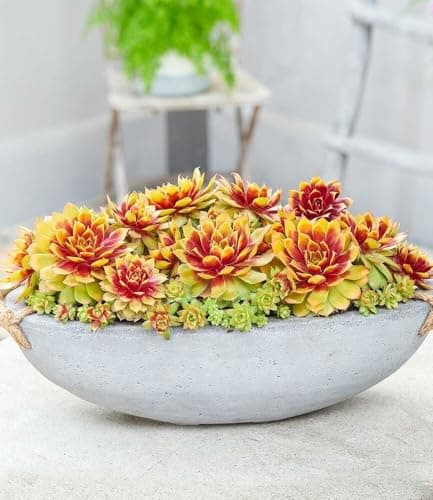 BALDUR Garten Sempervivum 'Gold Nugget®' im XL-Topf - immergrün & winterhart, pflegeleicht, farbintensive Staude