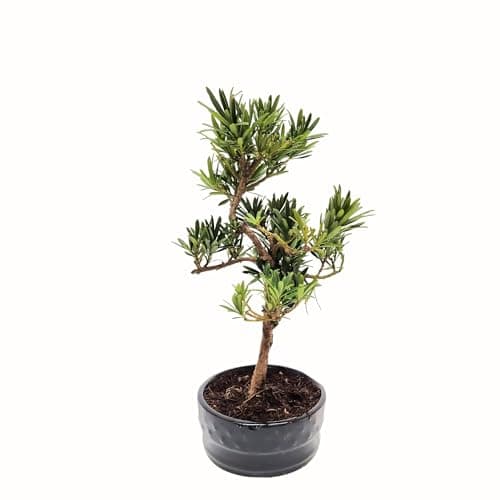 Bonsai Baum mit Keramik Blumentopf - Ligustrum, Ficus, Carmona, Podocarpus - für Indoor-Verwendung, perfekt für Büro und