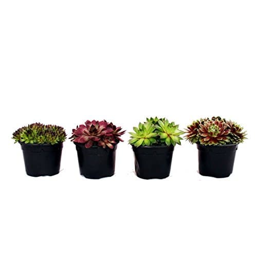 Exotenherz - Hauswurz Set - Für Sammler - Dekoration - 4 verschiedene Sempervivum-Sorten - Miniaturpflanzen - 8 Exemplar