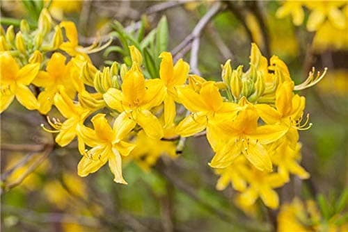 Rhododendron 'Goldtopas' Sommergrüne Azalee - Topfgewächs - Garten- und Blumenliebhaber - Schattensicheres HornVV - 40-6