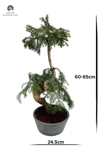 Cunninghamii Bonsai P25 zur Zimmerdecoration