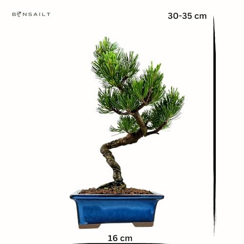 Bonsai Baum mit Keramik Blumentopf - Ligustrum, Ficus, Carmona, Podocarpus - für Indoor-Verwendung, perfekt für Büro und