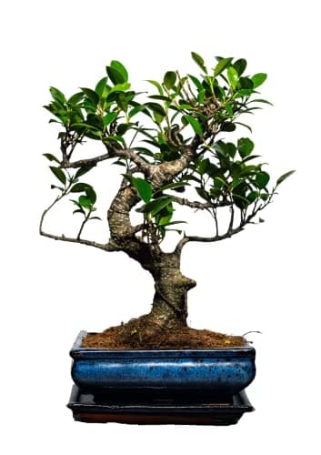 Bonsai Baum mit Keramik Blumentopf - Ligustrum, Ficus, Carmona, Podocarpus - für Indoor-Verwendung, perfekt für Büro und