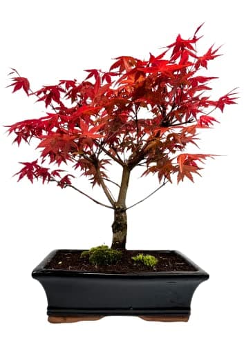 Bonsai Baum mit Keramik Blumentopf - Ligustrum, Ficus, Carmona, Podocarpus - für Indoor-Verwendung, perfekt für Büro und