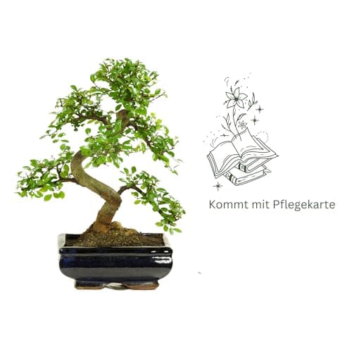 Bonsai mit Keramik Blumentopf - Pflegeleichter Indoor Bonsai für Anfänger & Profis, Dekorative Zimmerpflanze, Ideal für