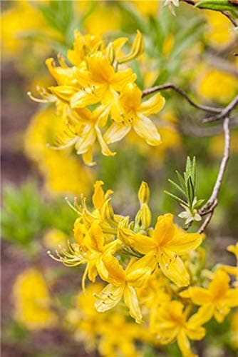 Rhododendron 'Goldtopas' Sommergrüne Azalee - Topfgewächs - Garten- und Blumenliebhaber - Schattensicheres HornVV - 40-6
