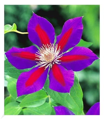 BALDUR Garten Waldrebe Clematis 'Etoile de Malicorne' winterhart, bienenfreundliche mehrjährige blühende Kletterpflanze,