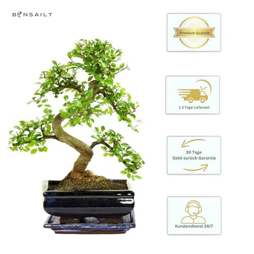 Bonsai Baum Ligustrum Keramik Blumentopf - Perfect für Sammler - Outdoor/Indoor - Mikrokrystallines Gerüst - 20cm Schale