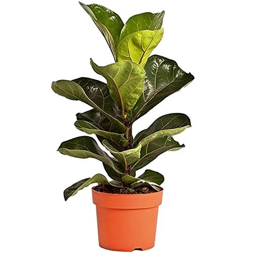 Ficus Lyrata Premium Zimmerpflanze 30-40cm Topf Geschenk