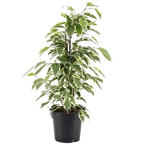 Ficus Starlight - Beste Zimmerpflanzen-Geschenke fürFans | Top-Qualität Ficus im Topf (30-40cm mit Topf)