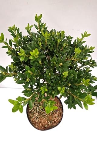 Stammhöhe 40 cm Kronenbreite 25-30 cm - Bloombux® - Pflanzcontainer 5 Liter